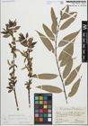 Foto von Salix fragilis L. x Salix pentandra L.